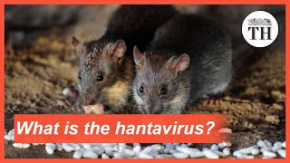 What is the hantavirus [upl. by Uni]