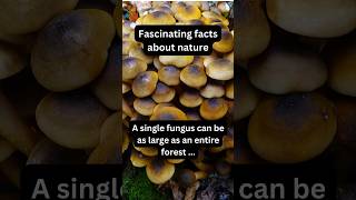 Amazing This Mushroom Is as Big as a Forest X Nature fact nature mushroom [upl. by Barboza]