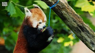 IJsjes én waterpret voor de dieren🍦💦 [upl. by Akehsyt]