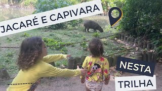 Trilha com jacaré e capivara  Parque Marapendi [upl. by Pippas]