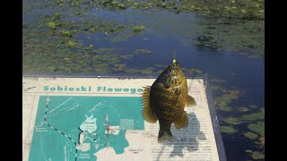 SOBIESKI FLOWAGE RUSK COUNTY WISCONSIN [upl. by Ji]