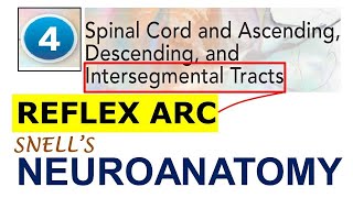 Chp4 REFLEX ARC  Intersegmental Tracts  NeuroAnatomy  Snells NeuroAnatomy [upl. by Gnort]