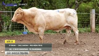 LOTE 31  TORUNO CANCHIM [upl. by Frank]