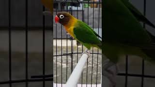 Parrot singing in cage [upl. by Nisay159]