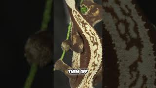 Pinstripe Crested Geckos [upl. by Peers]