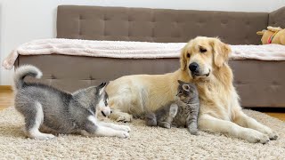 Dogs Go Crazy Wanting To Play With Fluffy Kitten Hes Shocked [upl. by Bruning]