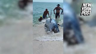 Dramatic video shows massive shark rescued after becoming stranded on Florida beach [upl. by Mosi]