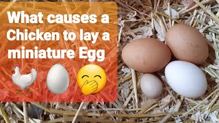 Lets CRACK IT 👀 quotFairy Fart Egg Reasons for your Chickens to lay a Fairy Egg🐓🥚🐓🥚🐓 [upl. by Noxaj]