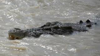 Crocodiles at Cahills Crossing [upl. by Cirda24]