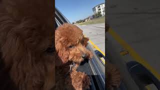 Cruising down the street in my 64 😂 Bentley poodlemom hiphop cute dogsofyoutube minipoodle [upl. by Franci]