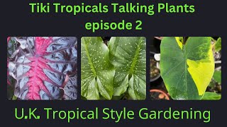 Talking Tropical Plants Zantedeschia and Colocasia [upl. by Lienahs]