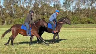 2023 Sutro Morning Moon colts [upl. by Bryan]