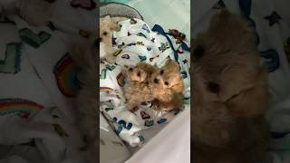 8 weeks old Puppies Barkingpuppies puppiesplaying dog puppy puppyvideos cute short barking [upl. by Bearce]