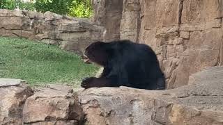 Spectacled bear [upl. by Gelb]