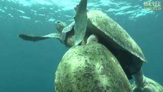 Amazing Sea Turtle Mating Footage [upl. by Norad]