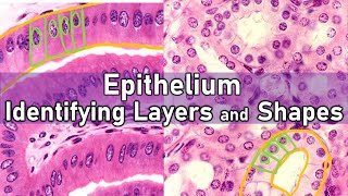 Identifying Layers and Shapes  Epithelium [upl. by Federico]