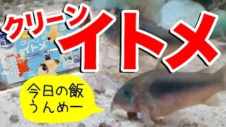 【アクアリウム】 水槽で熱帯魚を飼う 21 クリーンイトメ 冷凍イトミミズ 2017226 [upl. by Binnings]