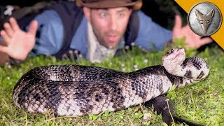 MASSIVE Cottonmouth Strikes Camera [upl. by Cirilla]