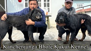 Bhote Kukkur In Nepal  Kanchenjunga Bhote Kukur Kennel  Dog Kennel In Nepal  Bhotia Dog 🐶 [upl. by Ahsinwad346]