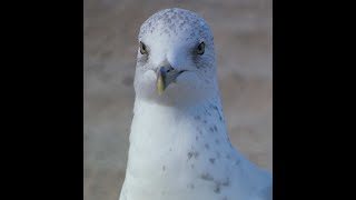 Gull Moments with Gabe 1 quotGullbertquot and friend birds gulls ringbilledgull naturewalkswithgabe [upl. by Vevina]