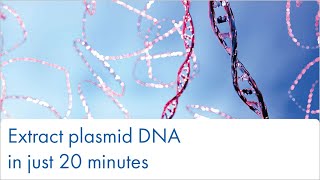 Extract plasmid DNA in 20 minutes [upl. by Jaclyn788]