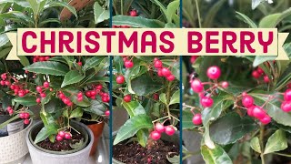 Christmas Berry  Ardisia Bospremium  Coral berry  Indoor Berries  Jungle Berries  Indoor Plant [upl. by Shishko]