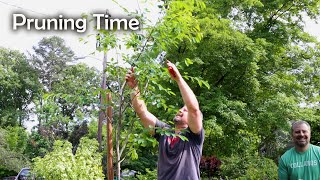 Just Cut It  Azaleas Serviceberry Viburnum Camellia [upl. by Aoket]