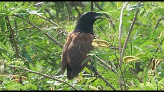 1130728 The lesser coucal was found at HsiTsu suburb [upl. by Llenet963]