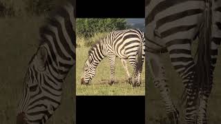 Zebra  Africas Beautiful Creature at Serengeti National Park shorts [upl. by Molohs]