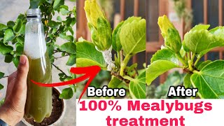 100 Mealybugs treatment How to remove white mealybugs from hibiscus save plants from insects [upl. by Gallard]