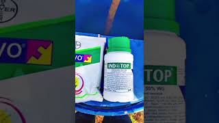 Best combination of fungicide amp insecticide  Nativo 100gm200 litamp indotop 100gm200lit  spray [upl. by Aneeuqal]