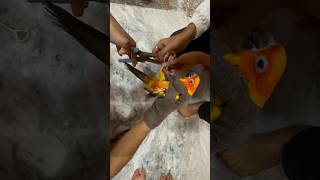 Birds leg ring 🦜 mini vlogs with birds birds birdslover shortvideo sunconure minivlog [upl. by Dnomaj]