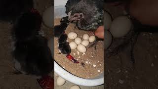 ஐம்பதுக்கும்50 மேற்பட்ட முட்டைகள் பொரிந்தன  💯 சதவீதம் முடிவு farming tamil hen hatching egg [upl. by Ahtenak]