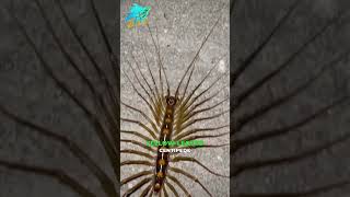 Worlds Largest Centipedecentipede shorts facts ytshorts funfacts [upl. by Bremen]