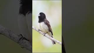 Yellow bellied seedeater singing shorts [upl. by Addis]