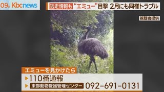 油山に“エミュー” 飼育中に脱走情報も [upl. by Bever]