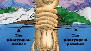 Embryology and thyroid gland [upl. by Zacharie]