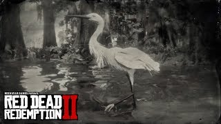 RED DEAD REDEMPTION 2  Little Egret Location Little Egret Plume Perfect Egret Carcass Location [upl. by Rahr]