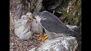 Peregrine Falcon Nesting 4k HQ [upl. by Ylenats]