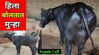 हिला बोलतात हरियाणा मुऱ्हा  Pivar 100 Murrah Buffalo Maharashtra jaymalhardairyfarm [upl. by Oiramel]