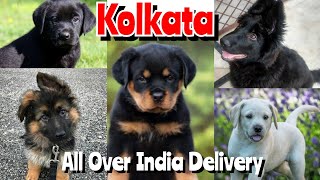 Dog Sale in Kolkata ❤️ Wholesale Price Puppies all India Delivery 🚚 [upl. by Langley756]