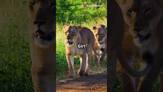 The 7 amazing facts about the king of the jungle the lionI bet you never knowshorts viralvideo [upl. by Ayidah]