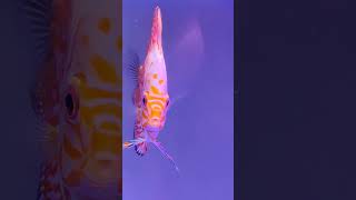 Discus Fish Beautiful Pet discus fish trending [upl. by Terag]