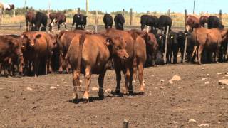 Argentinas Proteco Feedlot  May 16 2014 [upl. by Naugal]