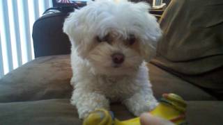 FAVORITE TOY  MALTIPOO DOG BRIE DAVIS [upl. by Auguste]