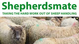 Shepherdsmate Sheep Handler  Spring Loaded Shearing Flap [upl. by Dahl]