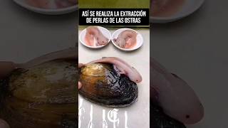 🐚Así se realiza la extracción de perlas de ostras la perla más cara del mundo ciencia biologia [upl. by Ailadi846]