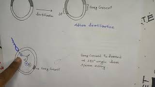 Development of Xenopus laevis gray cresentaxis formation of amphibian embryoBangla [upl. by Yrellav710]