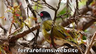 Australasian Figbird calling [upl. by Rosanne405]