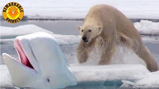 Polar Bear hunts Beluga Whales [upl. by Sheelah768]